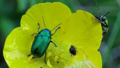 Cryptocephalus sp.
